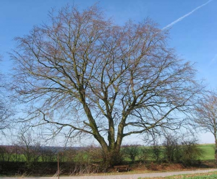 Bild 1 von Buche im Juenwinkel